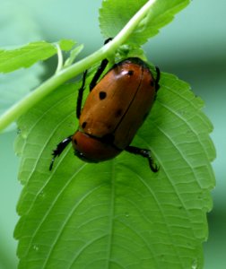 Curious beetle (2699558743)