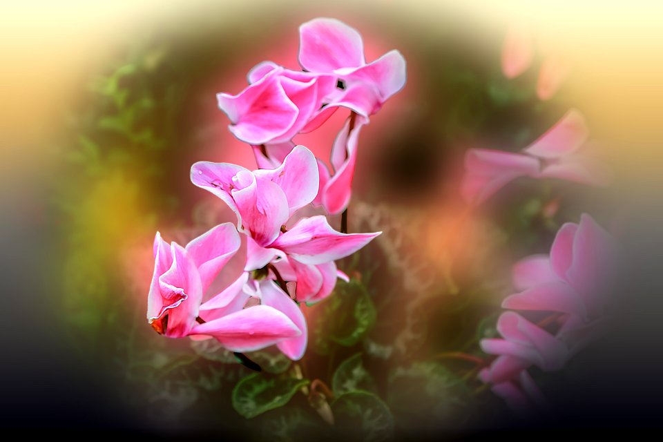 Cyclamen (45560640844)