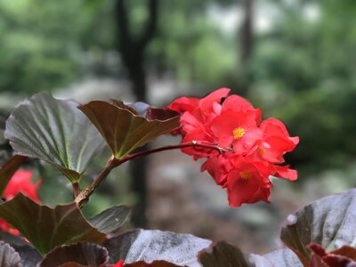 Bouquet flower red