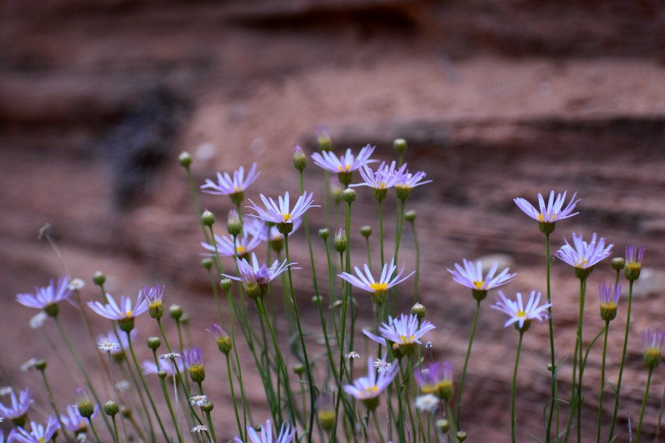 Daisies in a Bunch (34867912413)