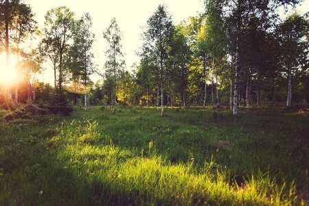 Sun rays grass trees photo