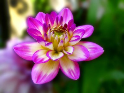 Dahlia vu sous Lumix (44341104581)