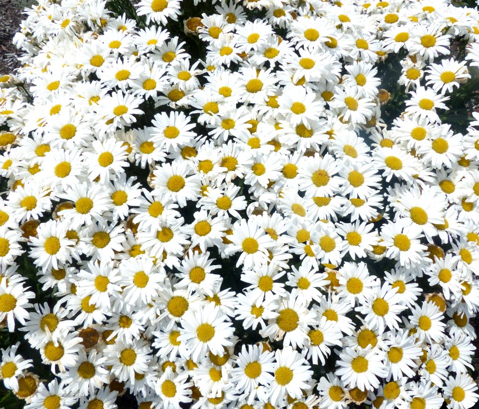 Daisies (48249226041)