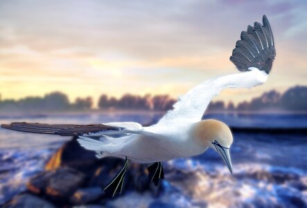 Sea seagull lake
