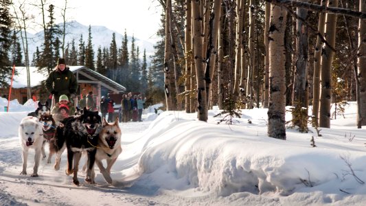 DENA dog mushing (35700956096)