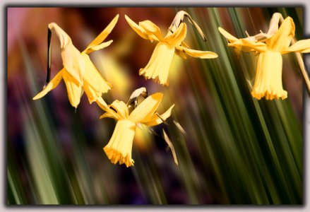 Daffodils (46541348904)