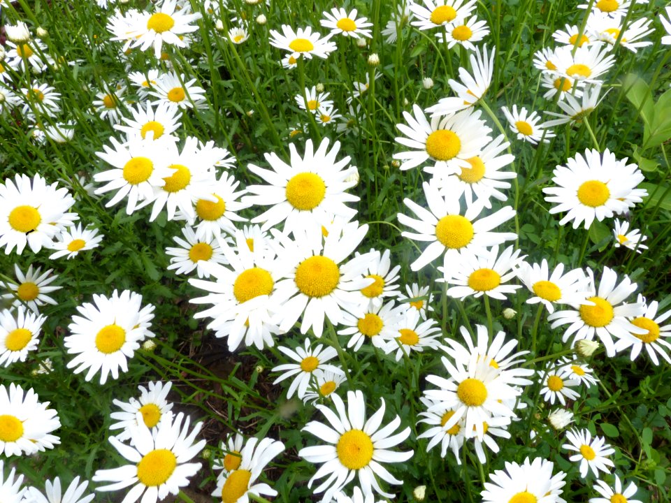 Daisies (47965795147)