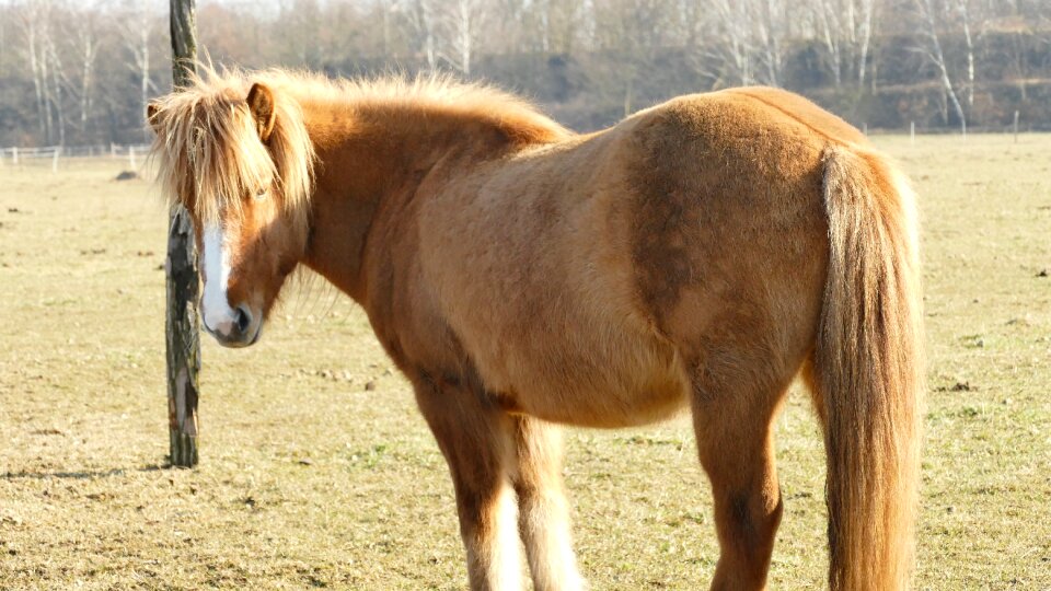 Icelanders pasture iceland horse
