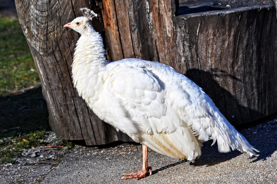 Bird female domestic