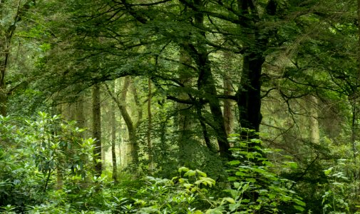 Dark and deep, Pant-du woodland, N Wales, 2021. (51421175616)