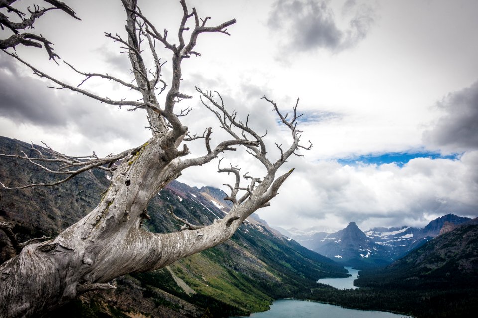 Dead Whitebark Pine - Flickr - GlacierNPS