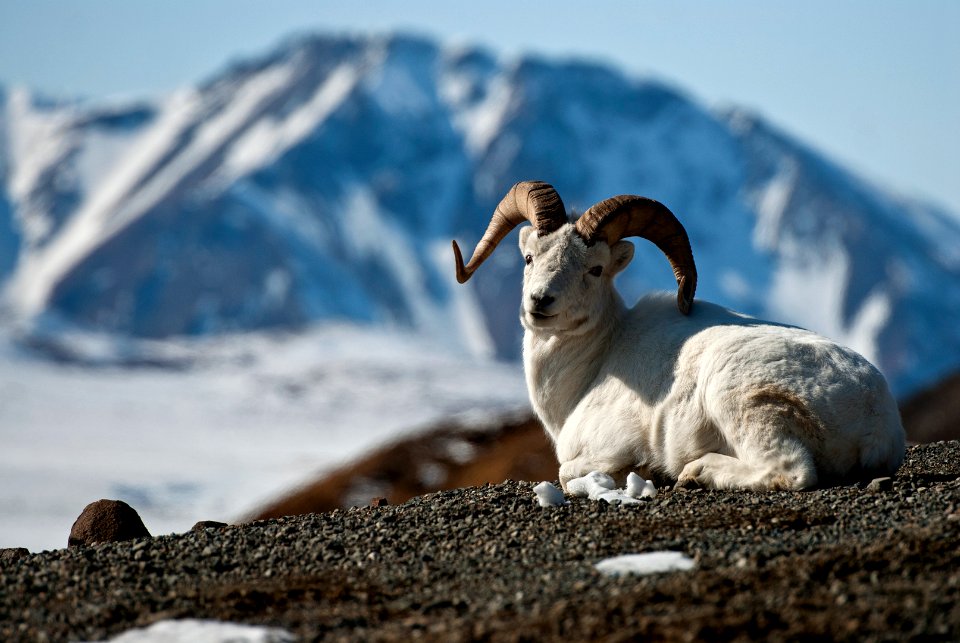 DENA dall sheep (35741377345)