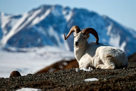 DENA dall sheep (35741377345)