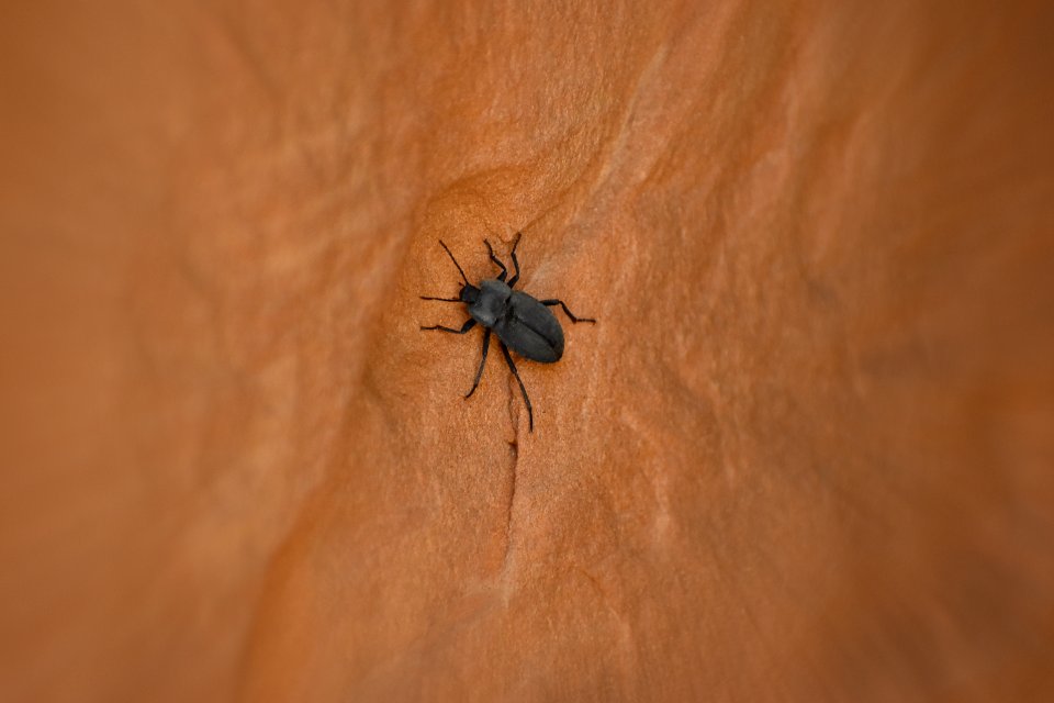 Desert Beetle (35508558932)