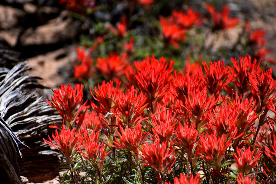 Desert Red Paintbrush (35637815596)