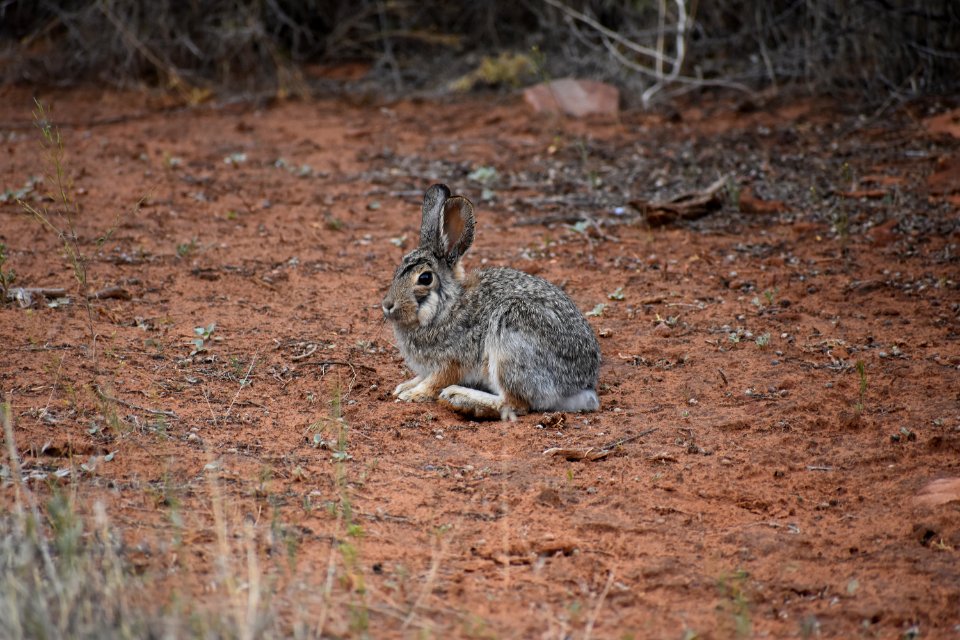 Desert Cottontail (35291081210)