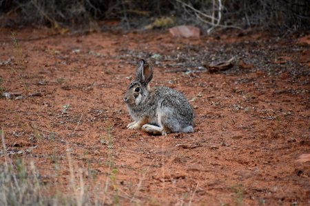 Desert Cottontail (35291081210)