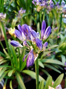 Garden summer floral photo