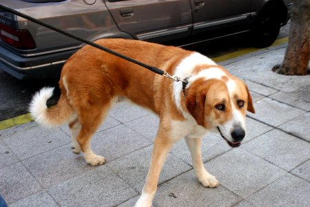 Dog (42431626780)