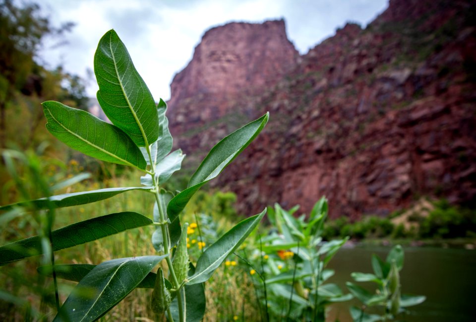 Dinosaur National Monument Monarch Survey (48765507031)