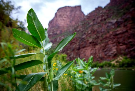 Dinosaur National Monument Monarch Survey (48765507031)