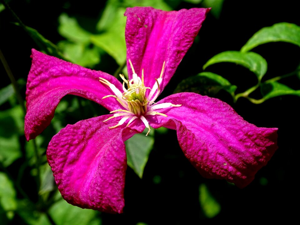 Clematis garden plant climber plant