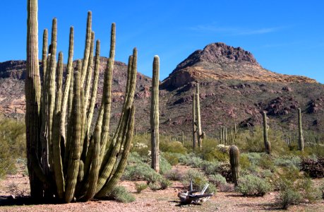 Diablo Mountains with Organ Pipe Cactus (12597468163)