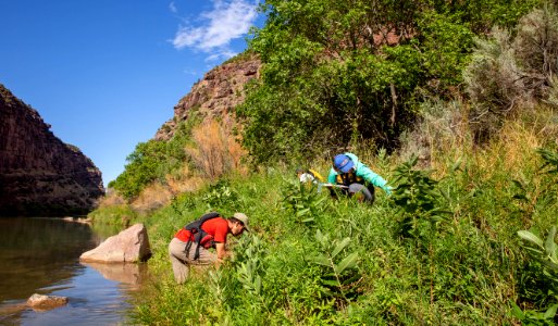 Dinosaur National Monument Monarch Survey (48765693447)