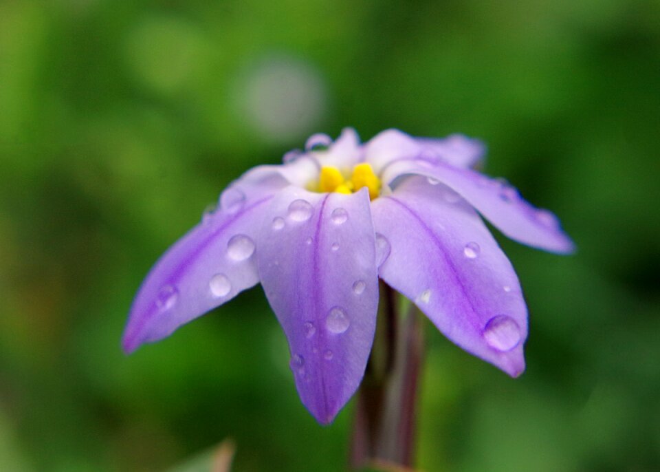 Macro garden flora