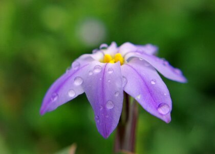 Macro garden flora photo