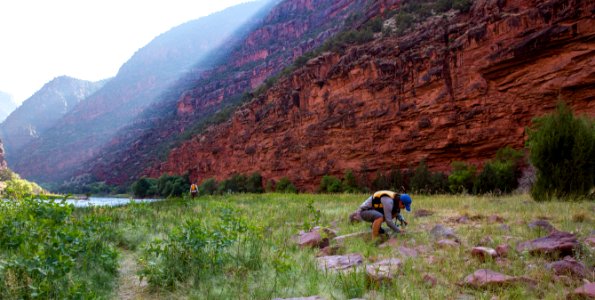 Dinosaur National Monument Monarch Survey (48765165193)