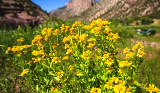 Dinosaur National Monument Monarch Survey (48765700397)