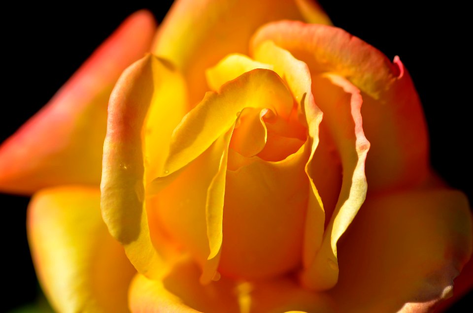 Douceur du jaune (30565789262)
