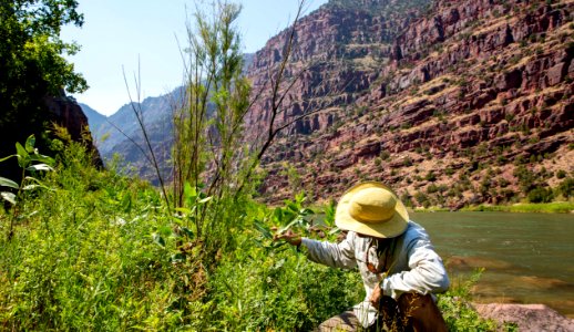 Dinosaur National Monument Monarch Survey (48765496496)