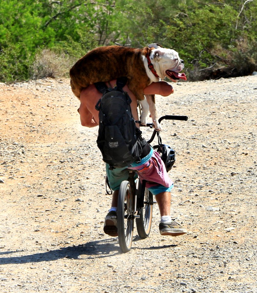 Dog Pedal (27696649279)