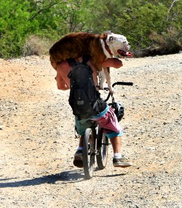 Dog Pedal (27696649279)