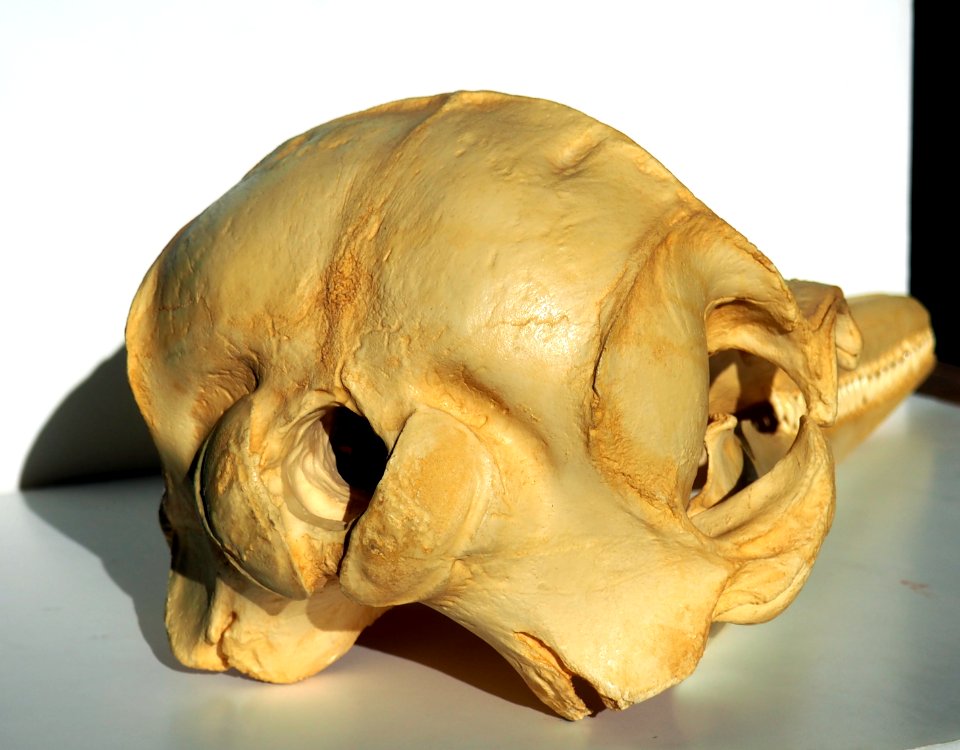 Dolphin Skull Posterior View (50669061236)
