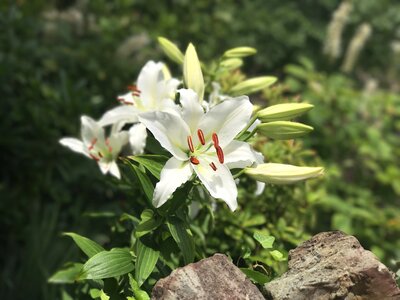 Blossom lily petal photo