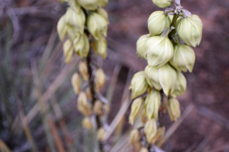 Double Yucca (35546754001)