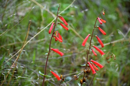 Double Penstemon blooms (34868070243)