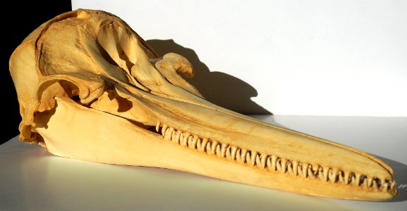 Dolphin Skull AnterioLateral View (50668308738)