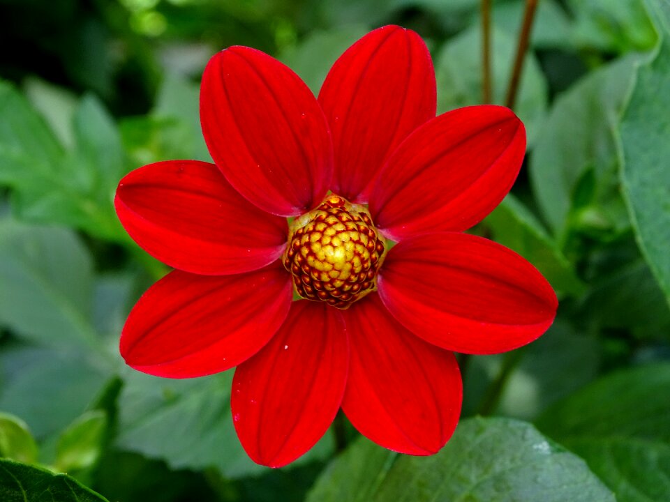 Dahlia flower dahlia garden garden plant