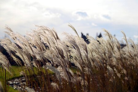 Nature summer sky