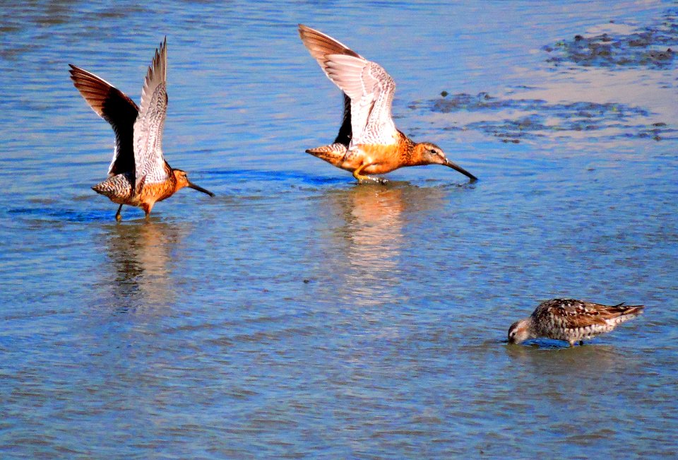 Dowitchers Dancing in Wetland (36899641212)