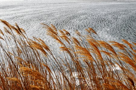 Silver grass icing spring