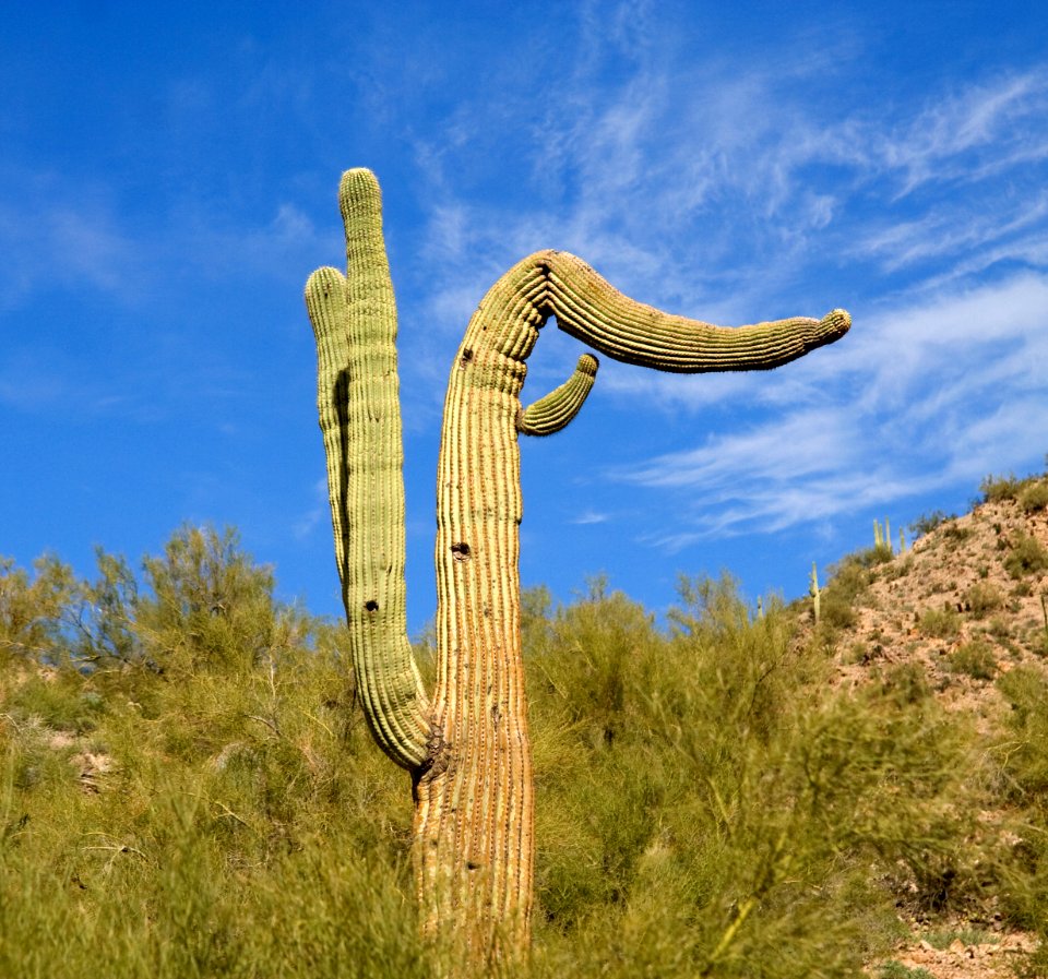 Droopy Saguaro (38685918094)