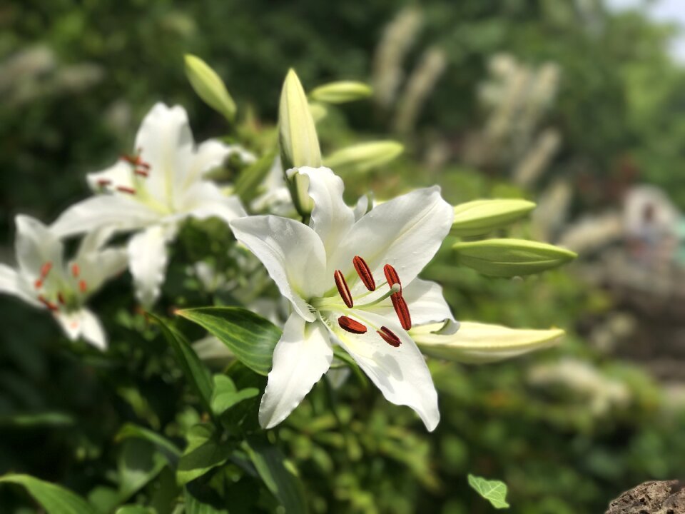 White flower white flower