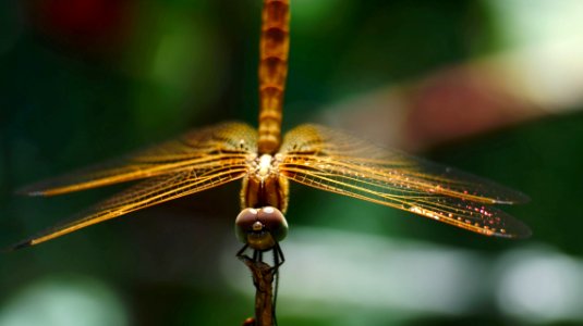 Dragonfly - Flickr - GeorgeTan ^2...thanks for millionth support photo