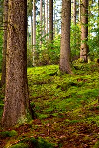 Tree landscape moss