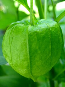 Lampion nachtschattengewächs physalis alkekengi